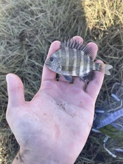 Archosargus probatocephalus