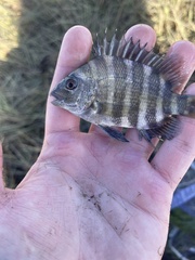 Archosargus probatocephalus