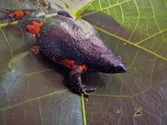 Elachistocleis pearsei