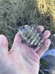 Archosargus probatocephalus