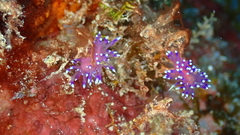 Coryphellina arveloi