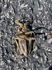 Lethocerus americanus