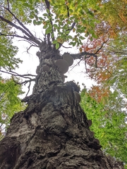 Cerioporus squamosus