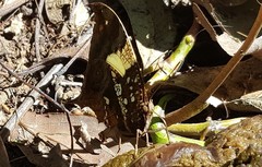 Hypna clytemnestra huebneri