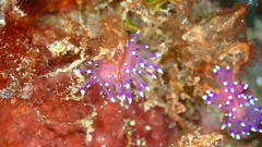 Coryphellina arveloi