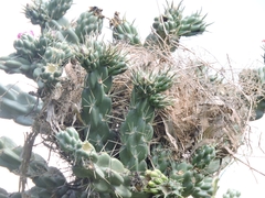 Campylorhynchus brunneicapillus