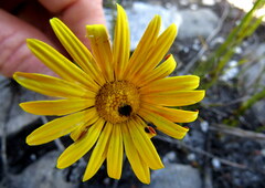 Ursinia dentata