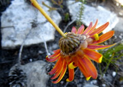 Ursinia dentata