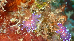 Coryphellina arveloi