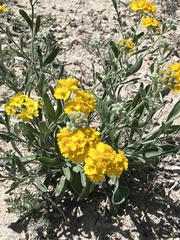 Psilostrophe tagetina