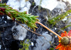 Ursinia dentata