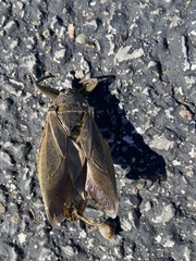 Lethocerus americanus