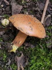 Chalciporus
