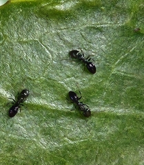 Ochetellus glaber