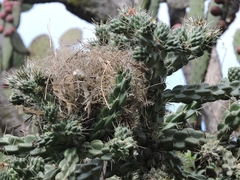 Campylorhynchus brunneicapillus