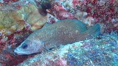 Rypticus saponaceus