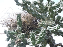 Campylorhynchus brunneicapillus