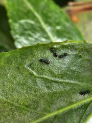 Ochetellus glaber