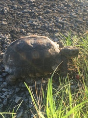 Gopherus berlandieri