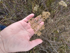 Achillea nobilis