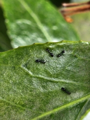 Ochetellus glaber