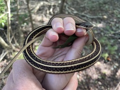 Thamnophis saurita saurita