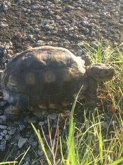 Gopherus berlandieri