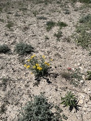 Psilostrophe tagetina