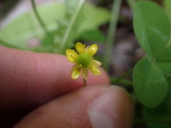 Halerpestes cymbalaria