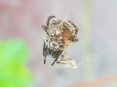 Parawixia audax