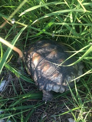 Gopherus berlandieri