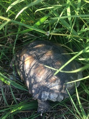 Gopherus berlandieri