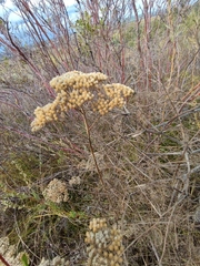 Achillea nobilis