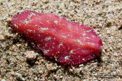 Pseudoceros rubronanus