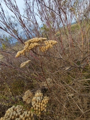Achillea nobilis