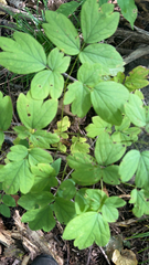Caulophyllum thalictroides