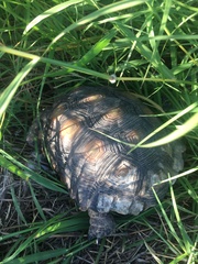 Gopherus berlandieri