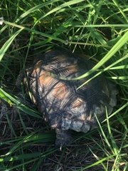 Gopherus berlandieri