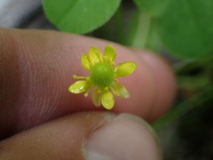 Halerpestes cymbalaria