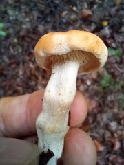 Hydnum rufescens