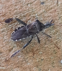 Leptoglossus corculus