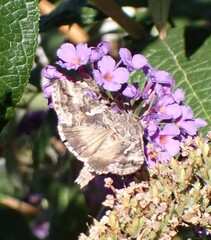 Autographa californica
