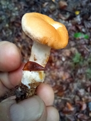 Hydnum rufescens