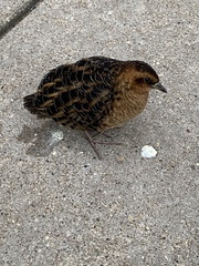 Coturnicops noveboracensis