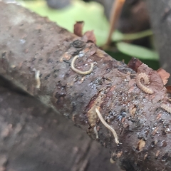 Blaniulidae