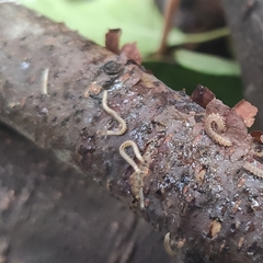 Blaniulidae