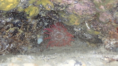 Telmatactis cricoides