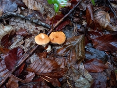 Hydnum rufescens