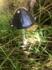 Coprinopsis lagopus