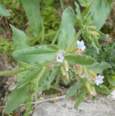 Buglossoides arvensis